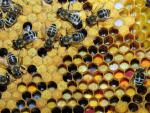 Продукты пчеловодства в медицине